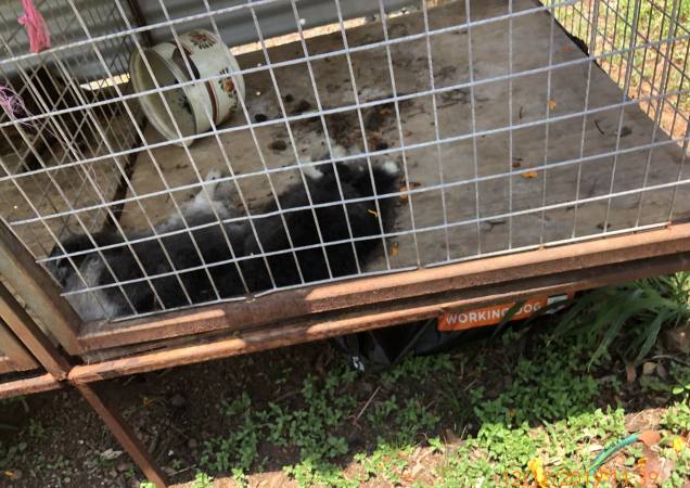 dogs die in cages rspca inspectorate queensland
